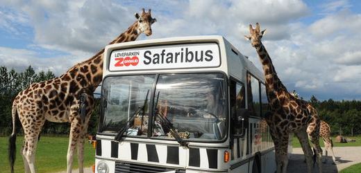 givskudzoo oplevelser