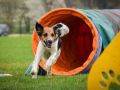 grupper treldenaes hunde