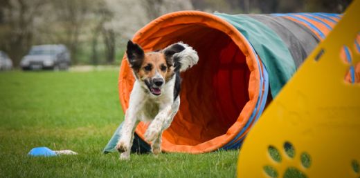 grupper treldenaes hunde